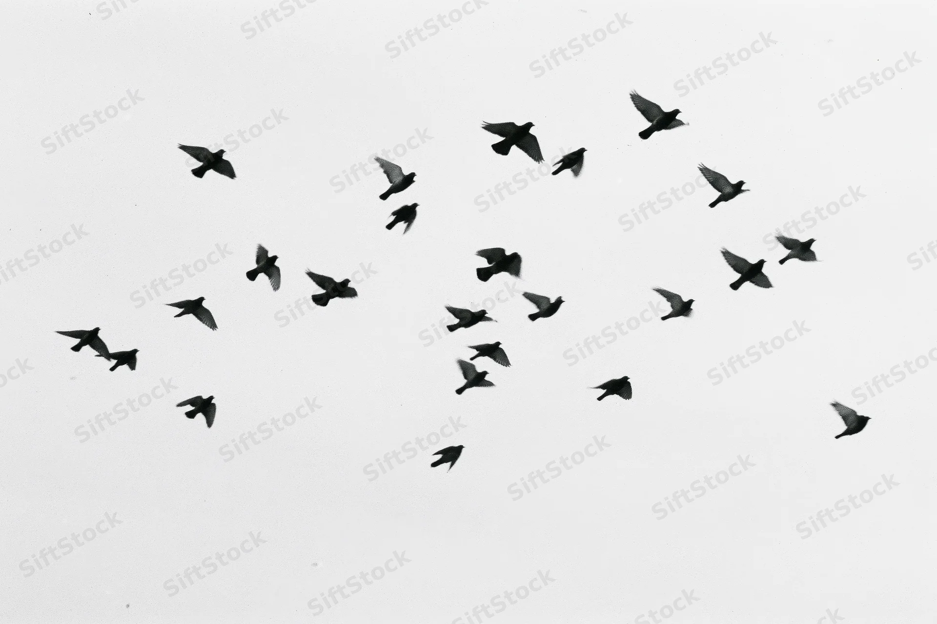 Flock of birds in mid-flight against a white sky
