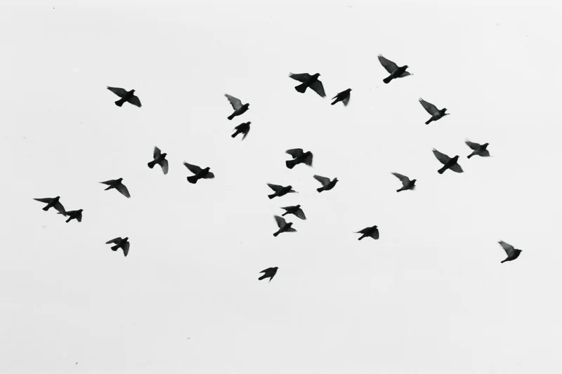 Flock of birds in mid-flight against a white sky