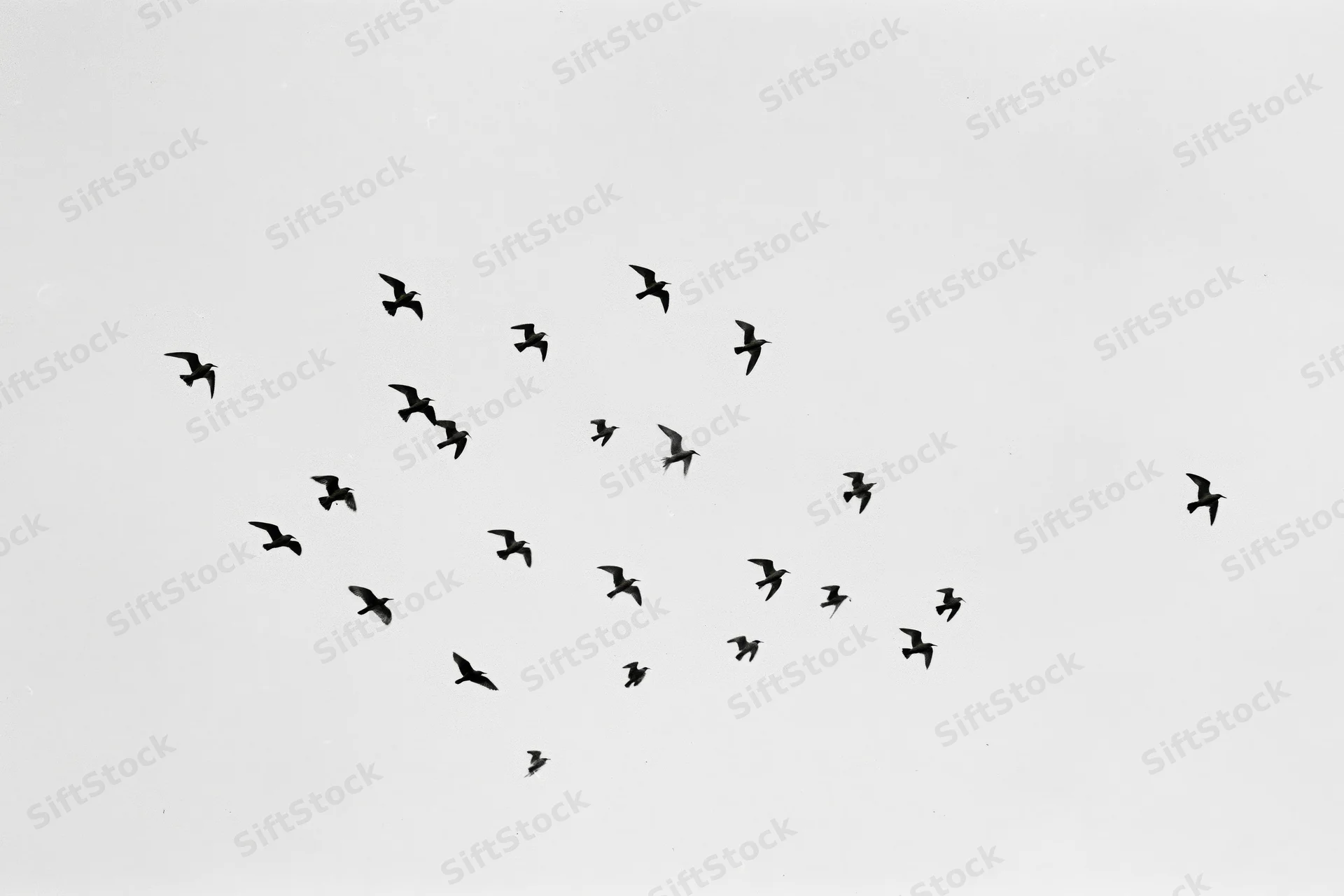 Silhouetted birds in mid-flight scattered across a white sky