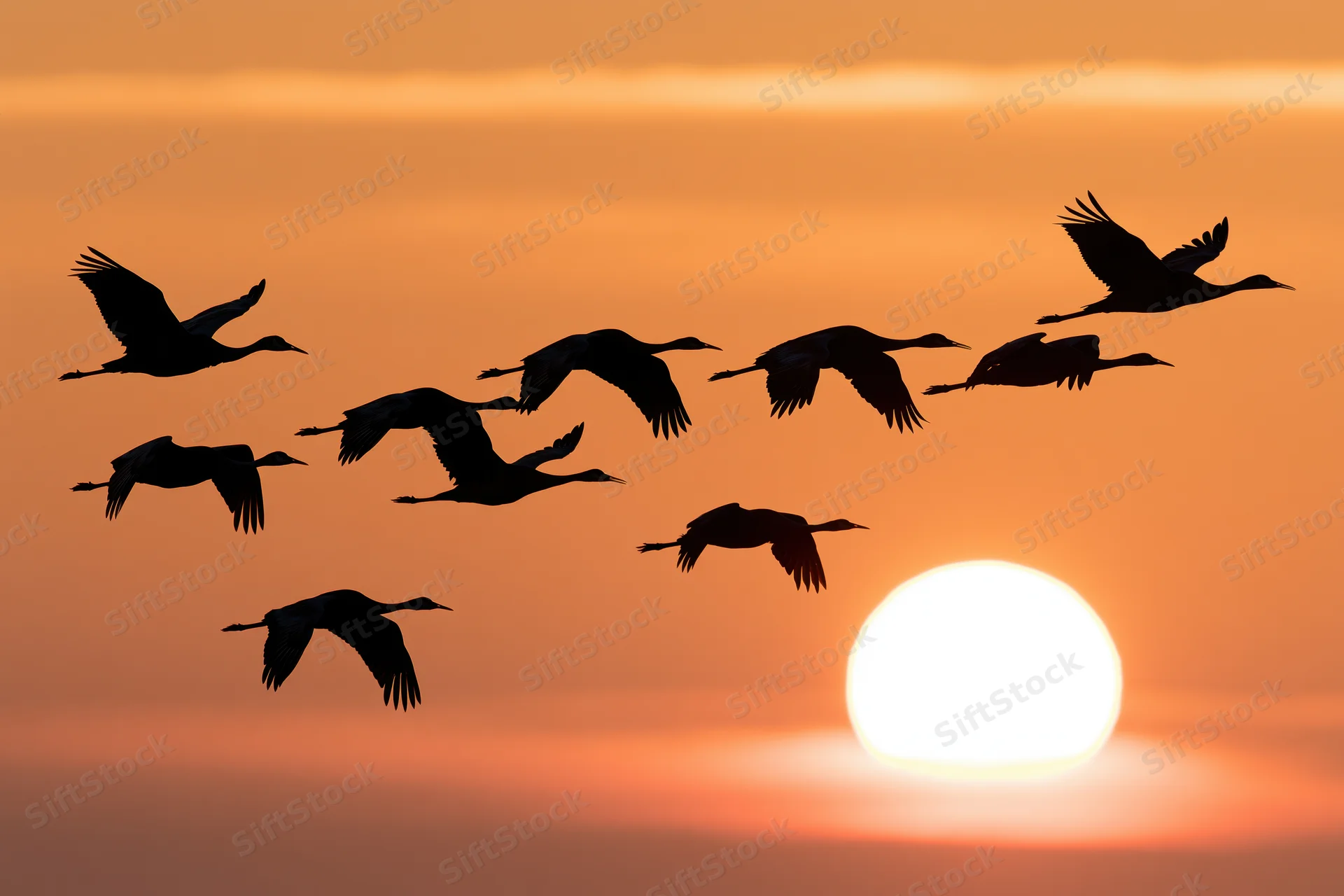Flock of sandhill cranes flying in silhouette against a large setting sun at twilight