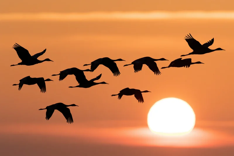 Flock of sandhill cranes flying in silhouette against a large setting sun at twilight