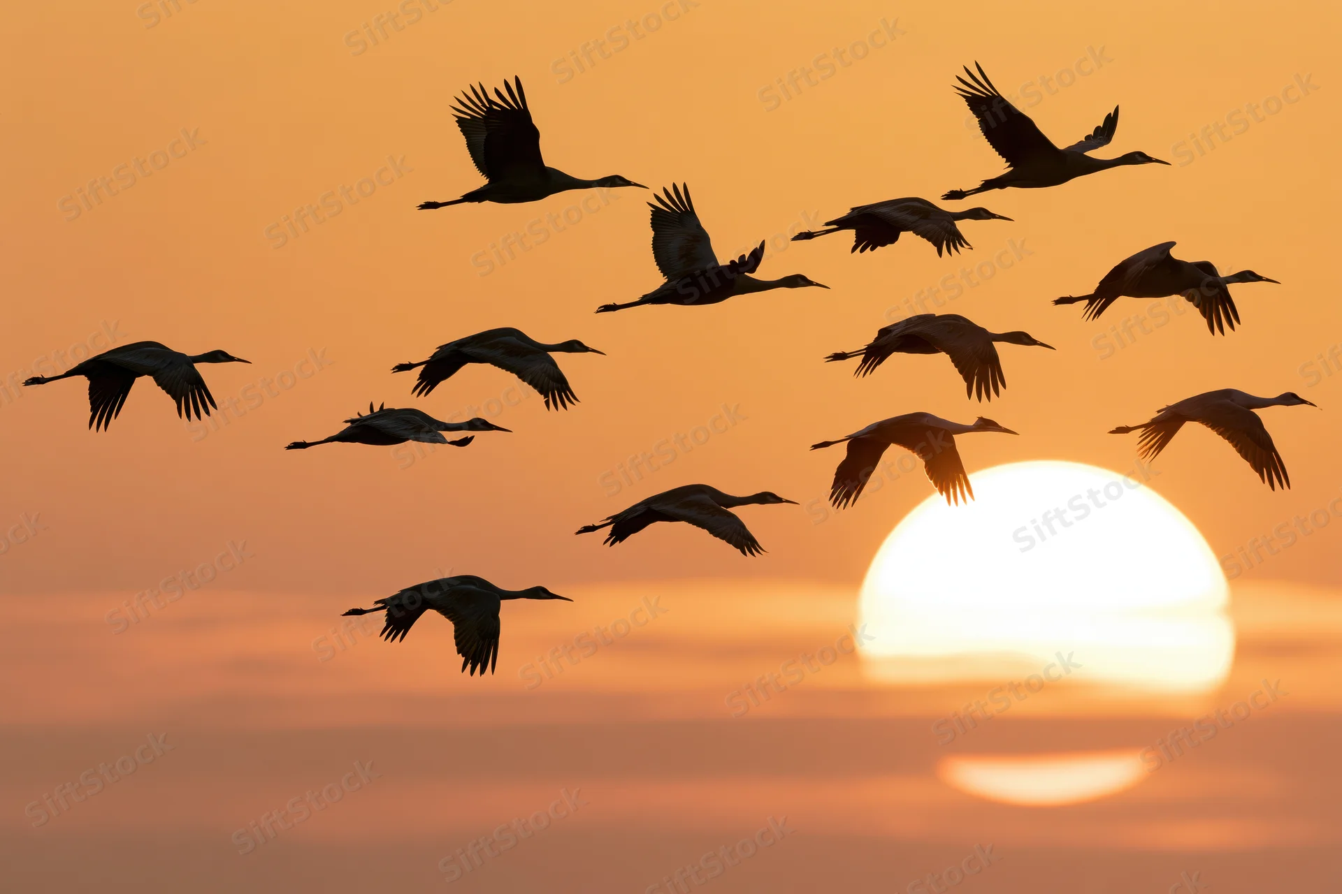 Flock of sandhill cranes flying in silhouette against a large setting sun at dusk