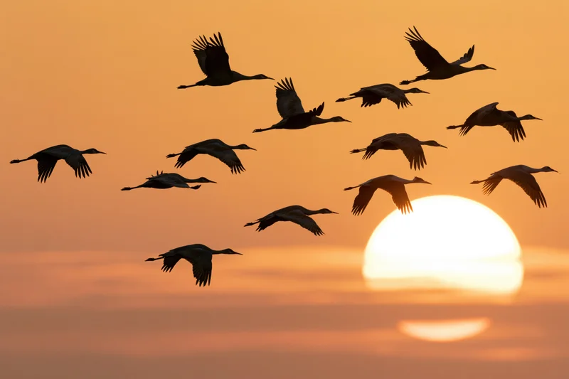 Flock of sandhill cranes flying in silhouette against a large setting sun at dusk