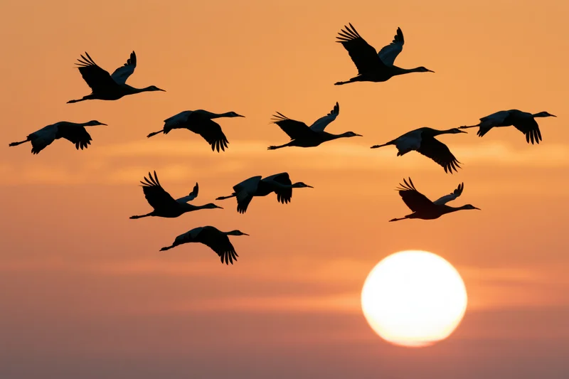 Flock of sandhill cranes in flight silhouetted against a setting sun in the sky