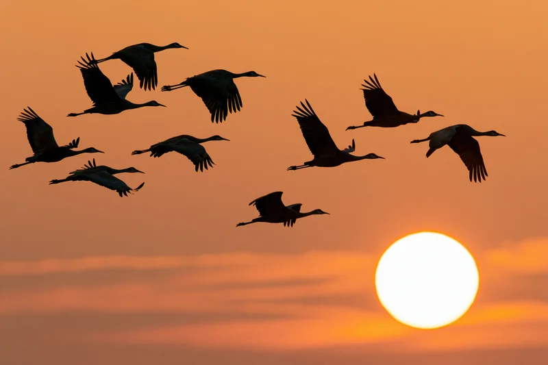 Flock of sandhill cranes in silhouette flying against a large setting sun at twilight