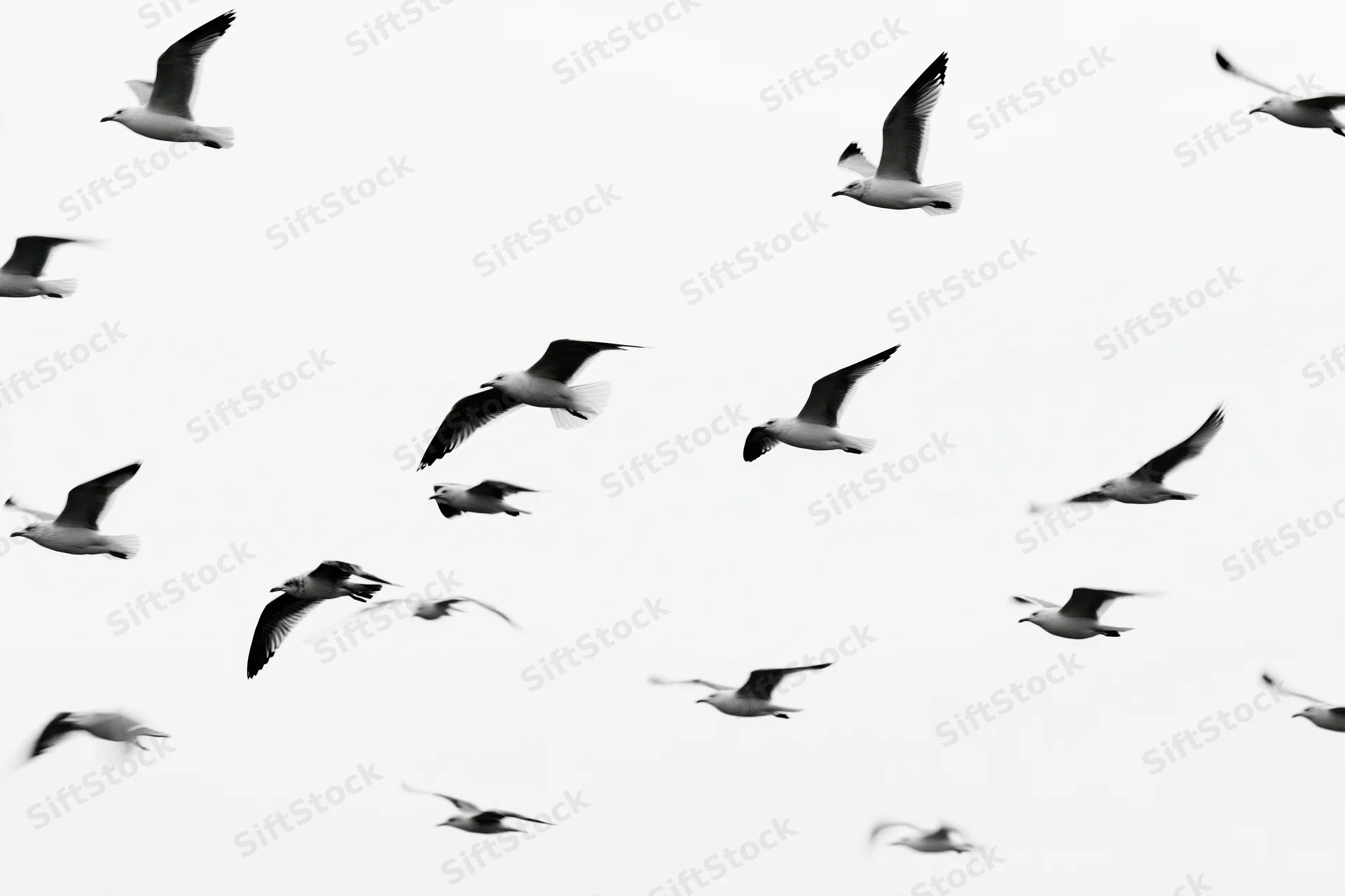 Flock of seagulls in flight against a pure white sky