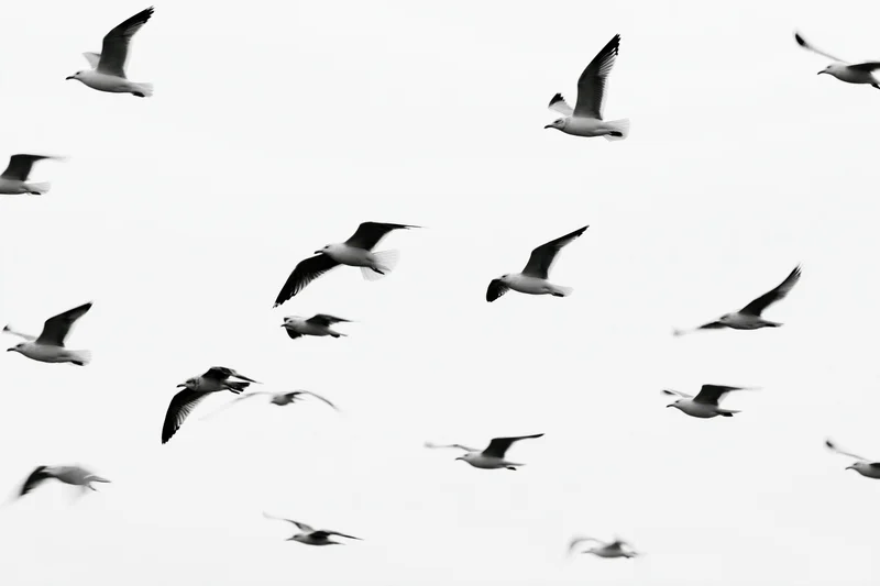 Flock of seagulls in flight against a pure white sky