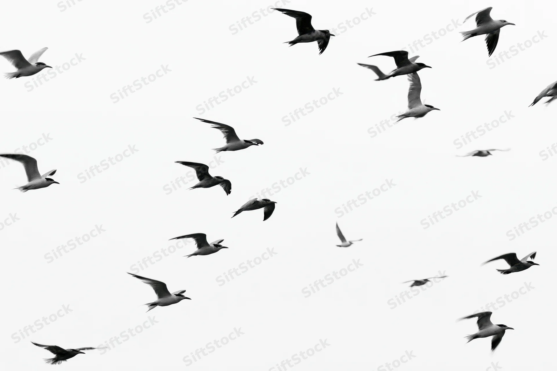 Flock of seagulls in flight against a white sky
