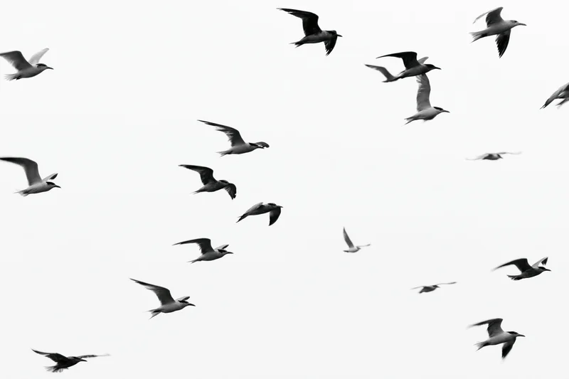 Flock of seagulls in flight against a white sky