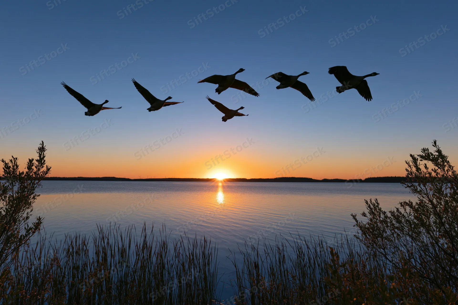 Six geese flying in loose formation over a calm lake at sunset