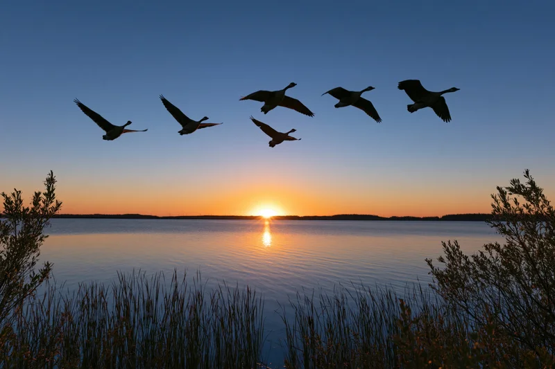 Six geese flying in loose formation over a calm lake at sunset
