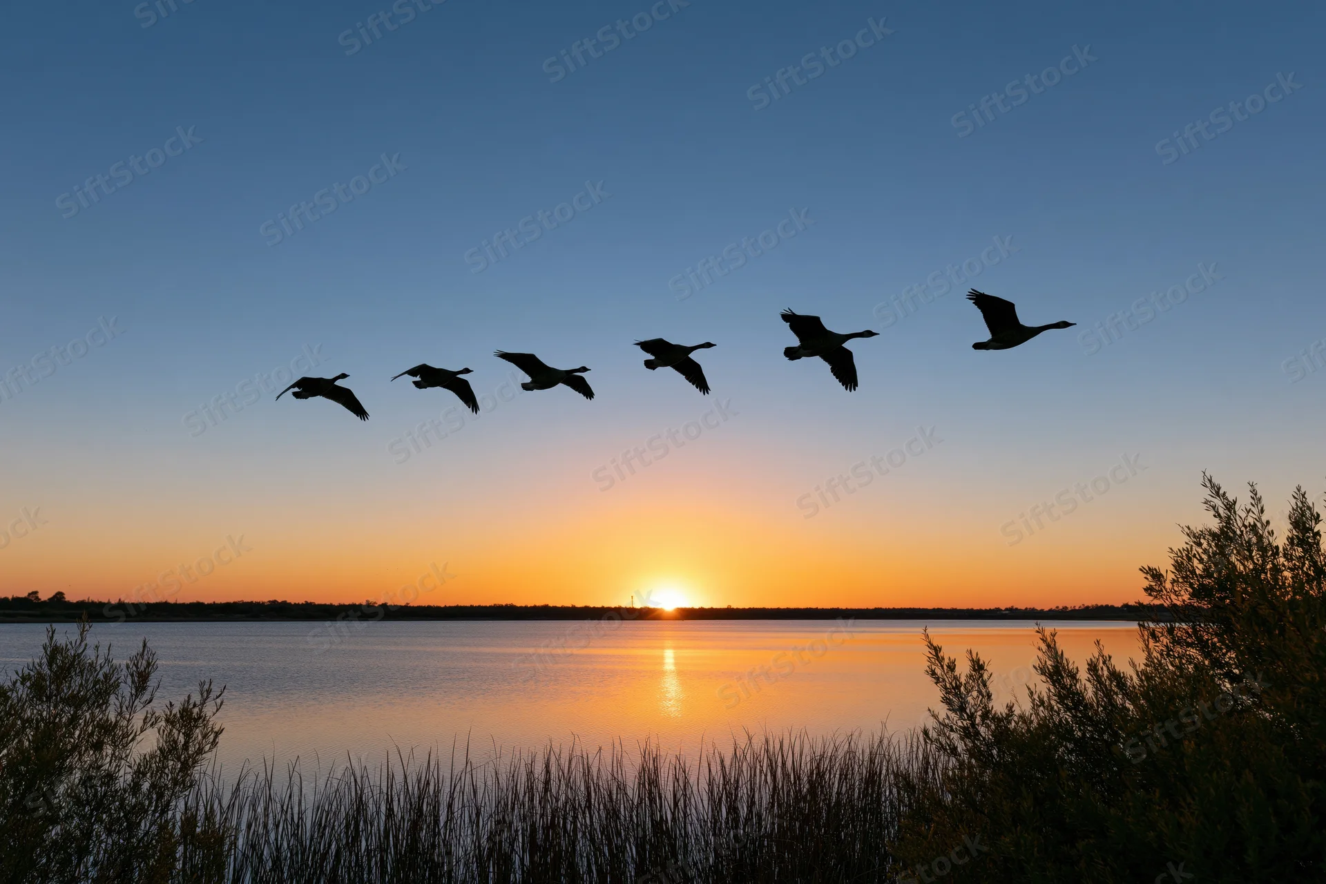 Six geese flying in loose formation over a lake at sunset