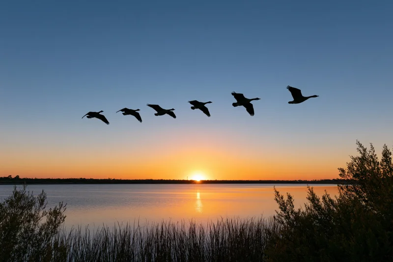 Six geese flying in loose formation over a lake at sunset