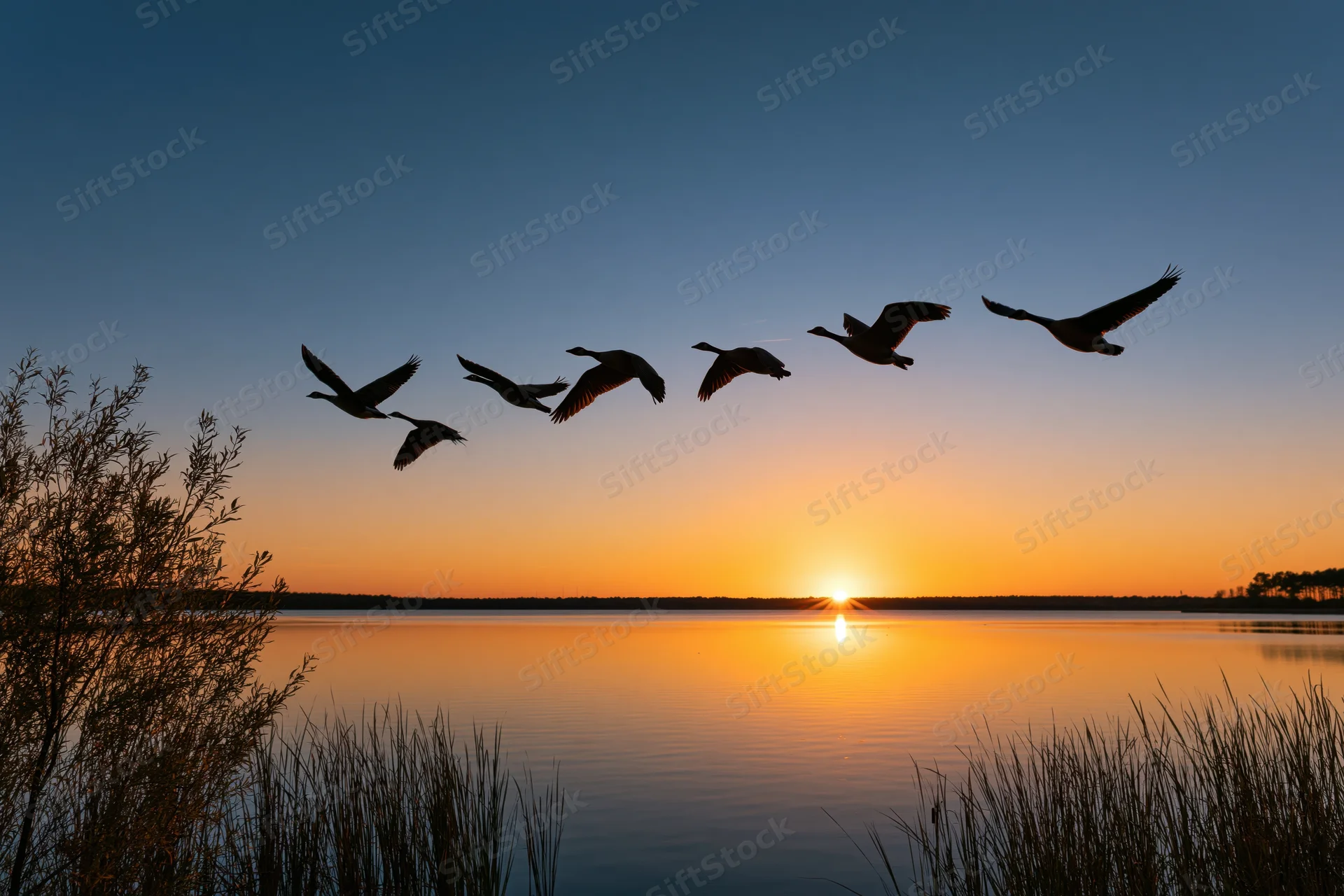 Flock of geese flying in loose formation over a calm lake at sunset