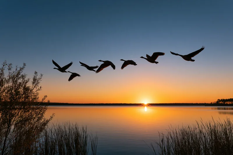Flock of geese flying in loose formation over a calm lake at sunset