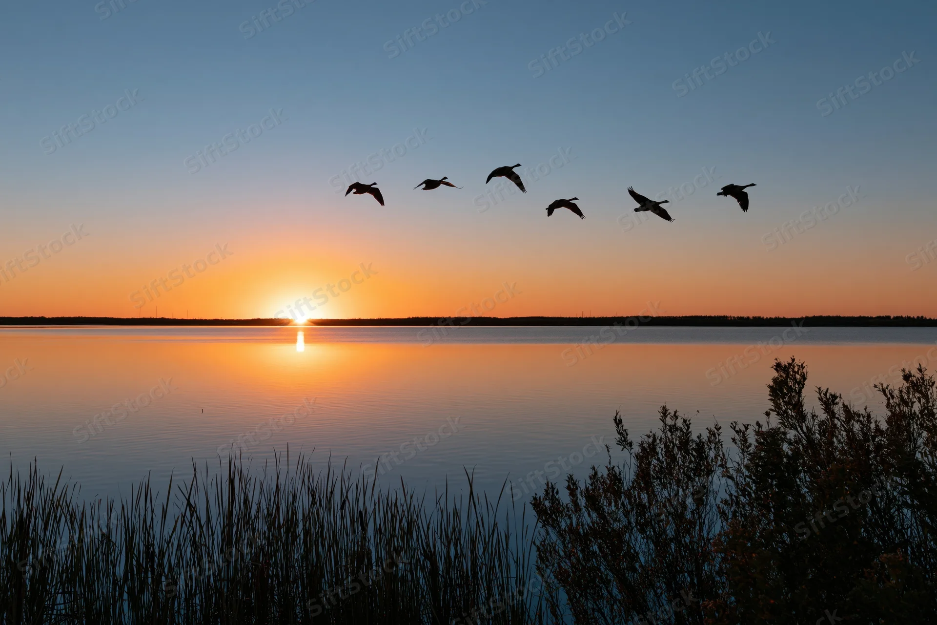 Six geese flying in loose formation over a calm lake at sunset