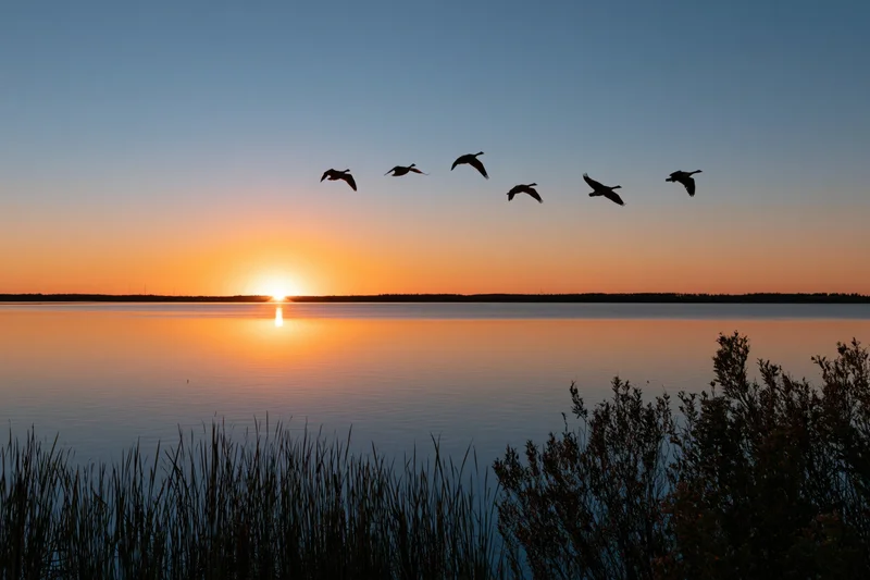 Six geese flying in loose formation over a calm lake at sunset