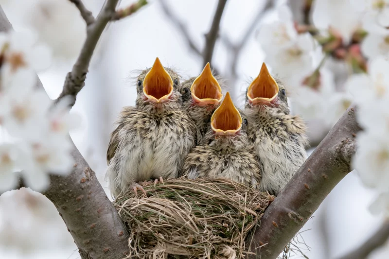 Four baby songbirds with open beaks in a nest on a flowering tree branch