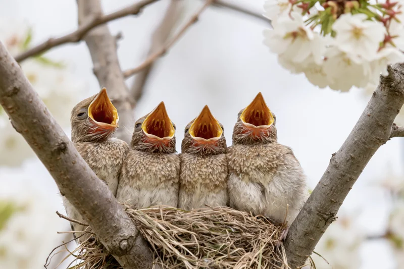 Four baby songbirds with open beaks in a woven grass nest on a blossoming tree branch