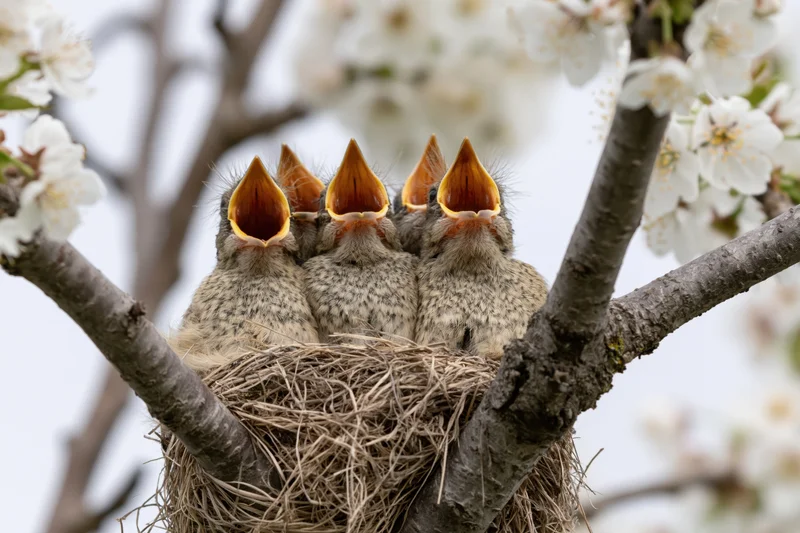 Four baby songbirds with open beaks in a woven grass nest on a blossoming tree branch