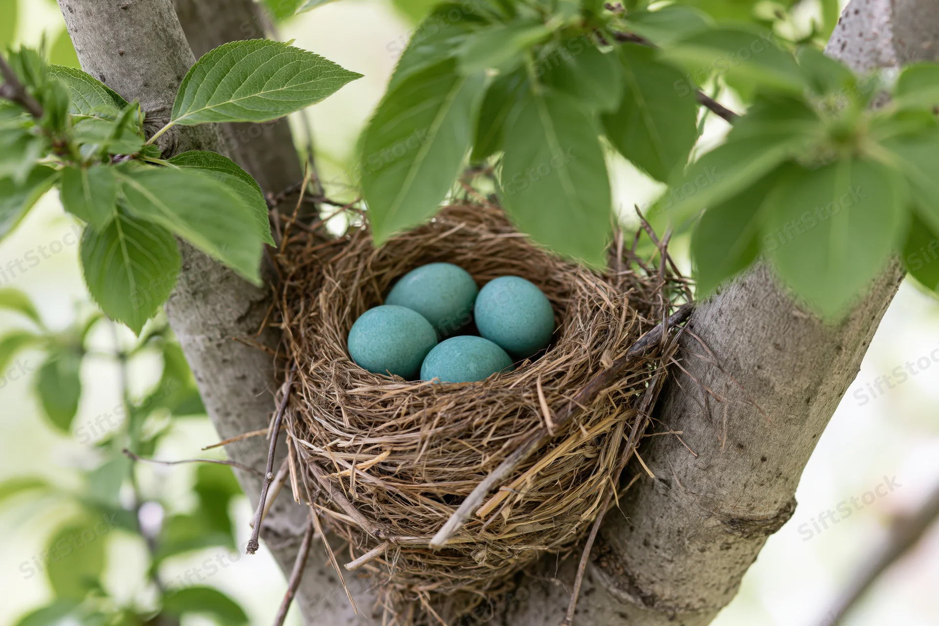 Robin eggs in a woven nest nestled between tree branches among green leaves