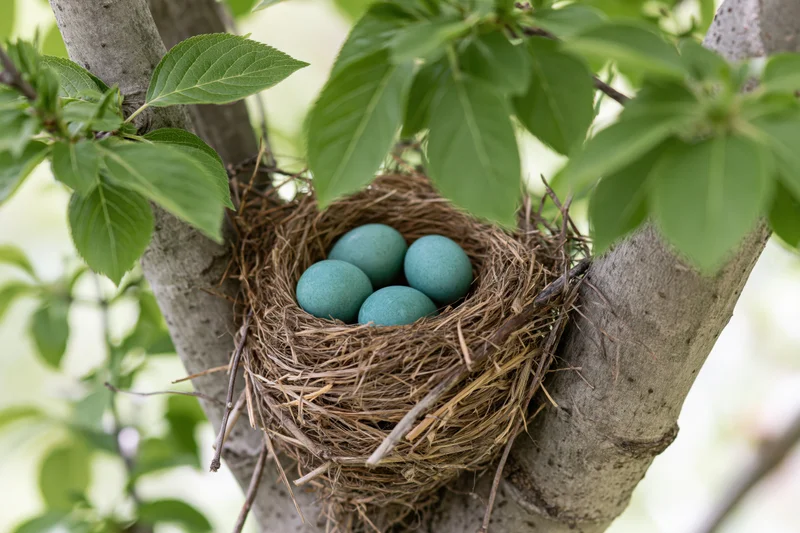 Robin eggs in a woven nest nestled between tree branches among green leaves