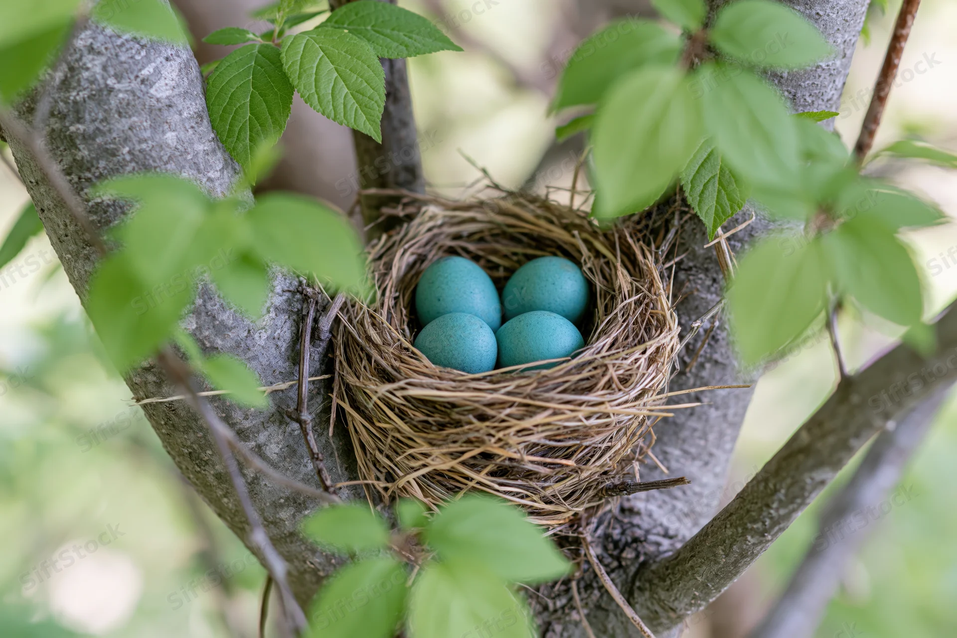 Robin eggs in a woven nest nestled among green leaves on a tree branch