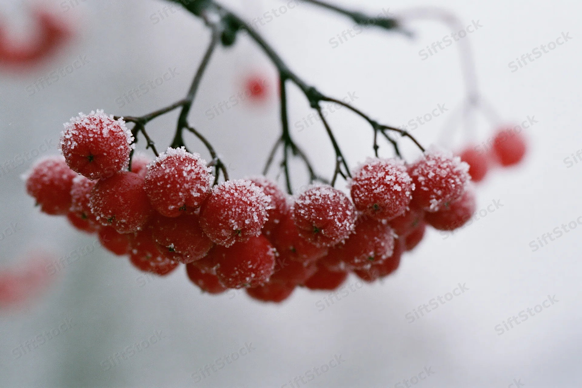 Frost-covered red rowan berries clustered on a dark bare branch in winter