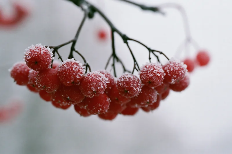 Frost-covered red rowan berries clustered on a dark bare branch in winter