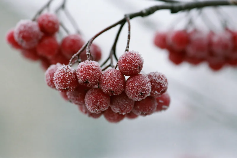 Frost-covered red rowan berries clustered on a bare branch in winter