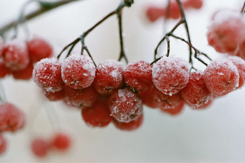Frost-covered red rowan berries clustered on a dark branch in winter