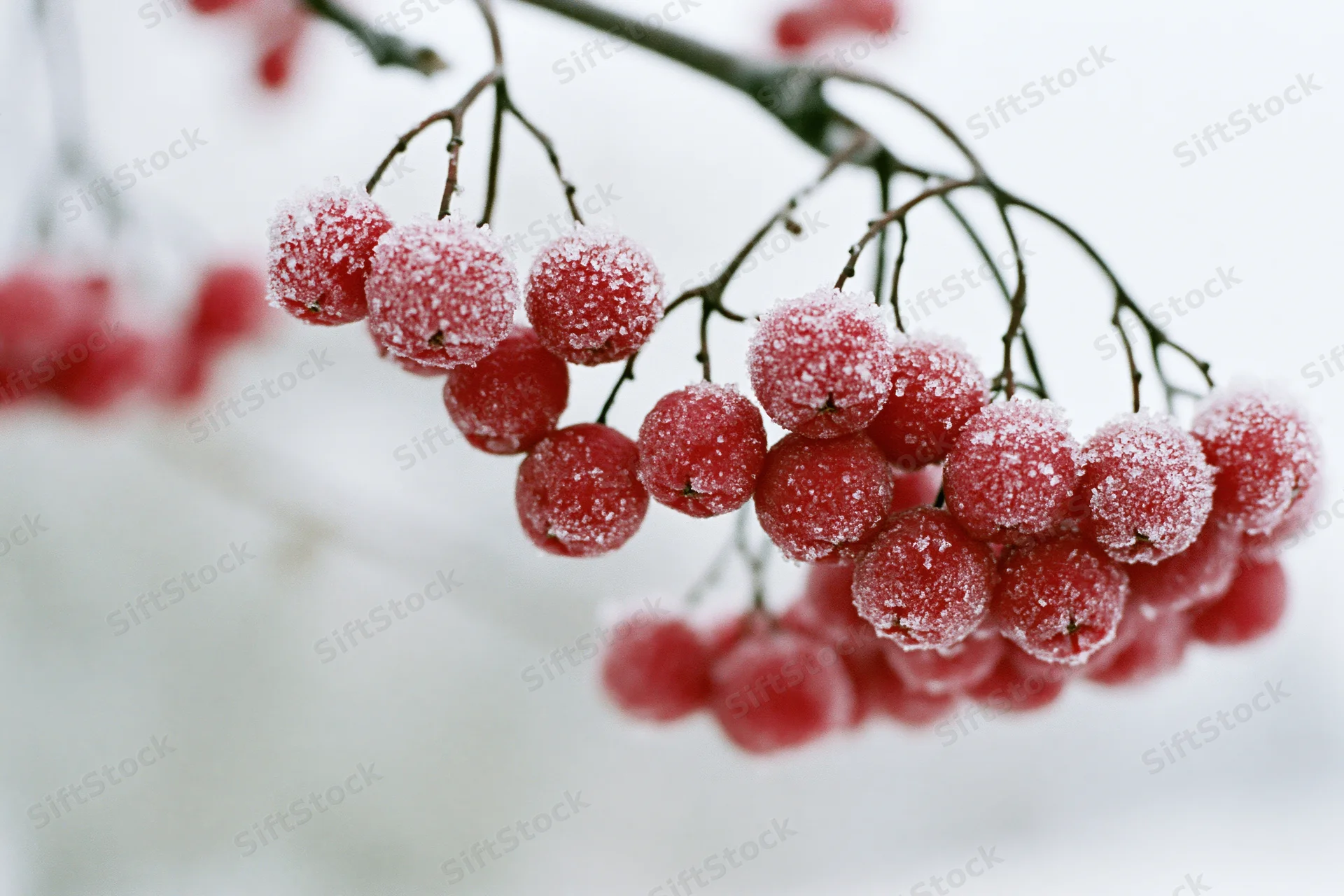 Frost-covered red rowan berries hanging from a bare branch in winter