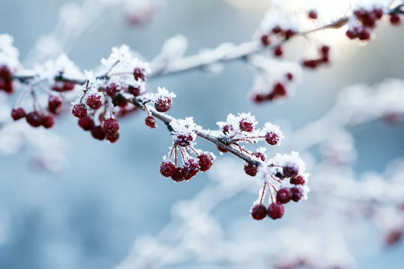 Frost-covered branches with clusters of small red berries in winter outdoors