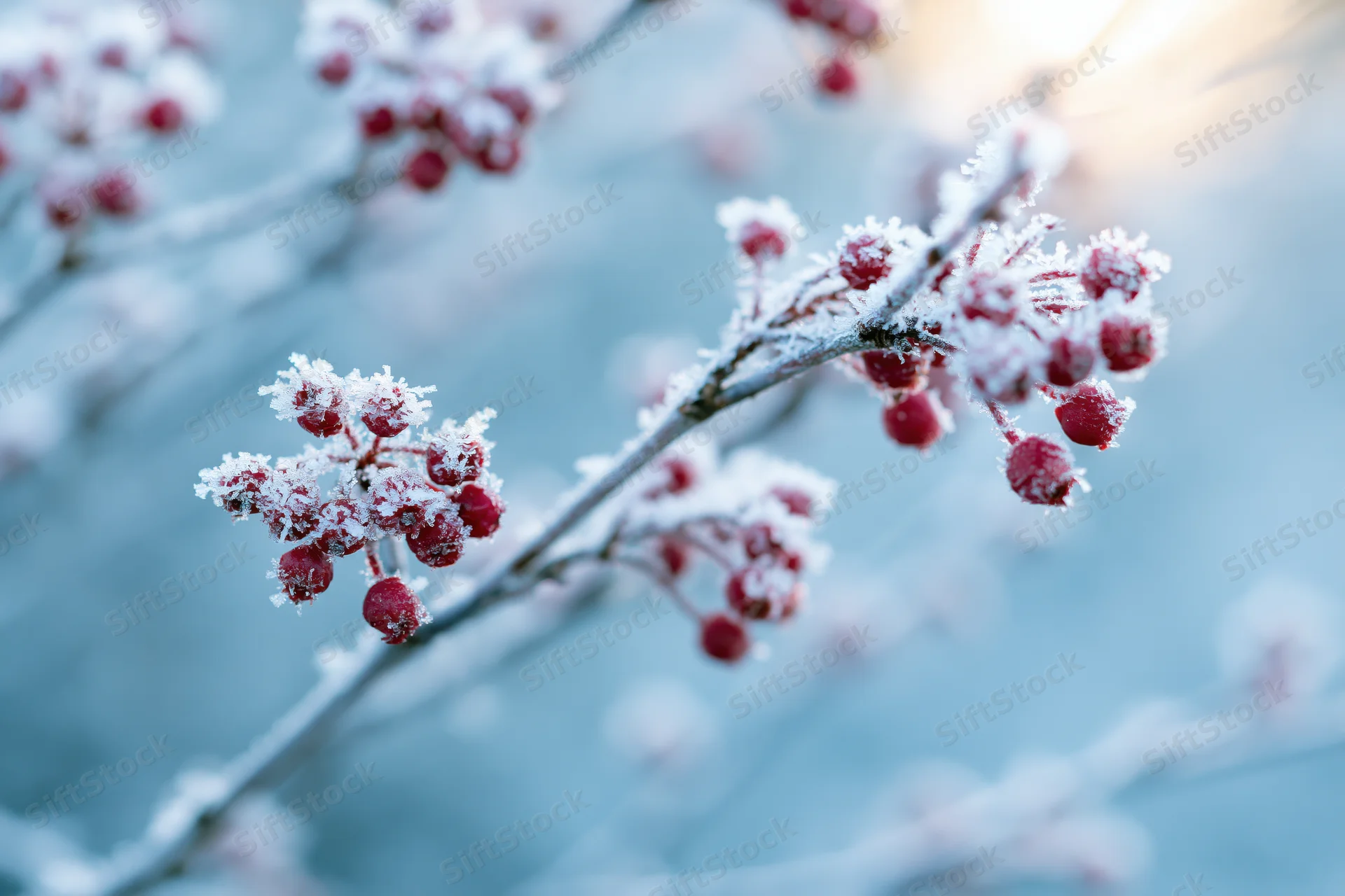 Frost-covered red berries on thin branches in winter outdoors