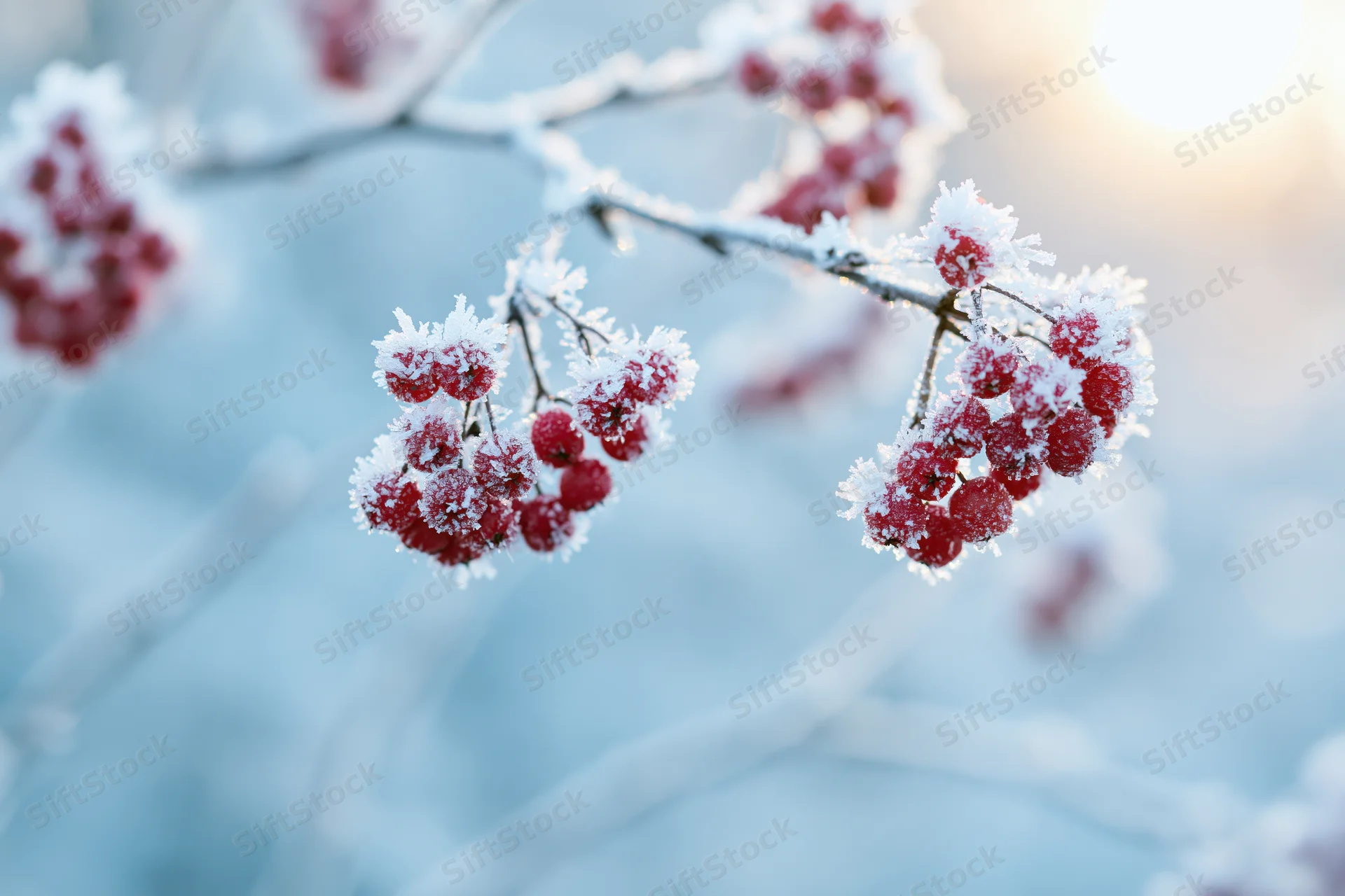 Frost-covered red berries on thin branches in a winter landscape