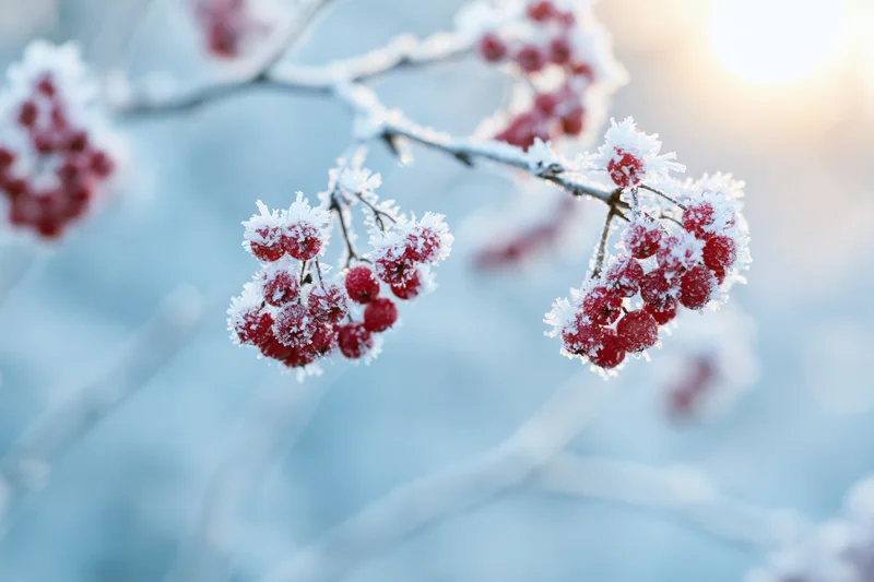 Frost-covered red berries on thin branches in a winter landscape