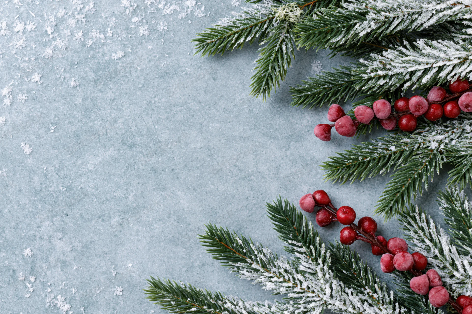 Frost-dusted pine branches with red holly berries arranged on a textured gray surface