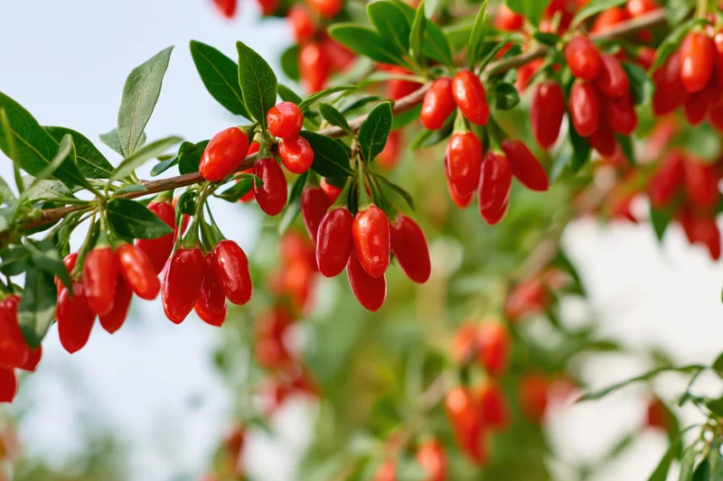 Goji berry clusters hanging from a shrub branch in a garden setting