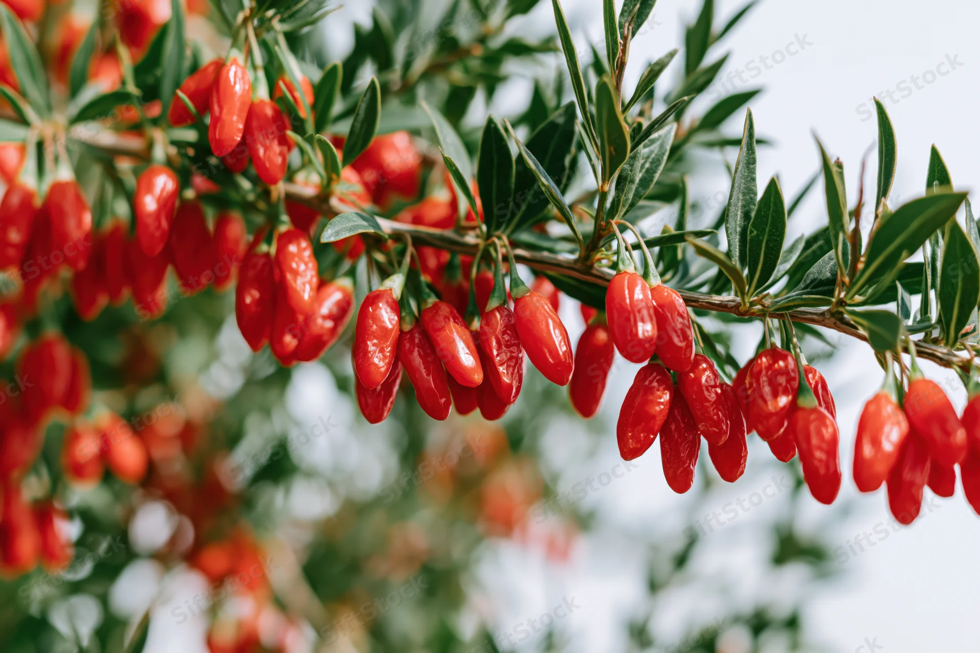 Goji berry shrub branches heavily laden with ripe red oblong fruit among green leaves outdoors