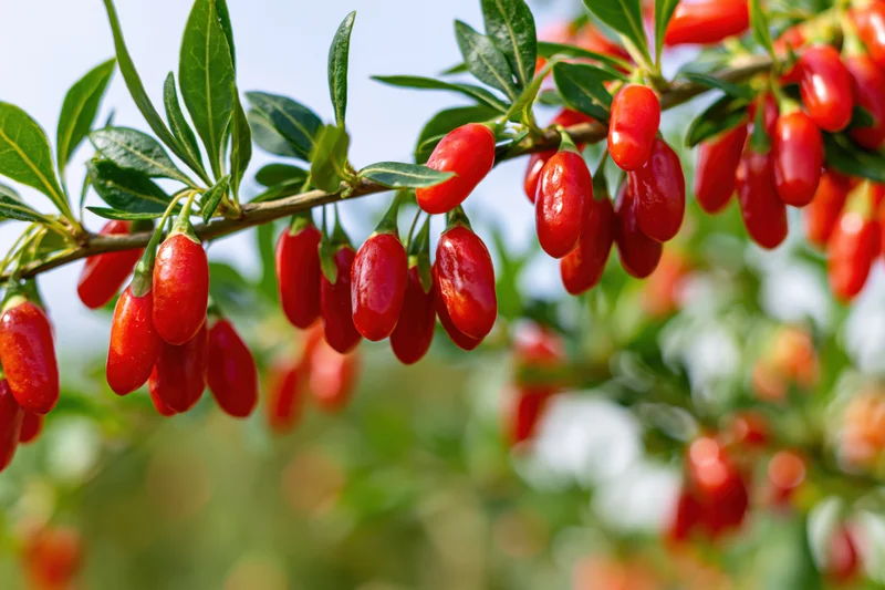 Ripe red goji berries hanging on a green shrub branch in a sunlit garden