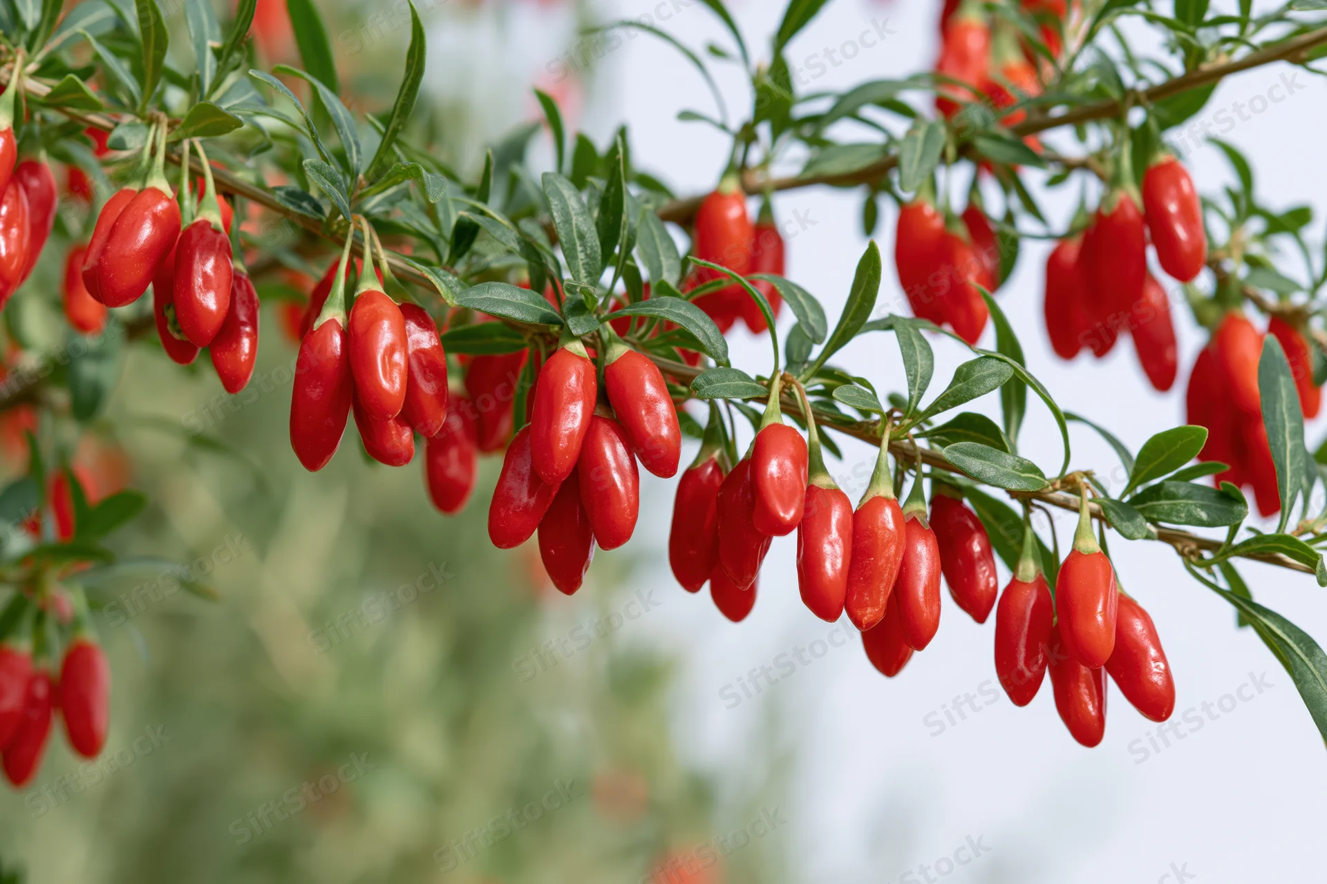 Ripe red goji berries hanging in clusters on green shrub branches outdoors
