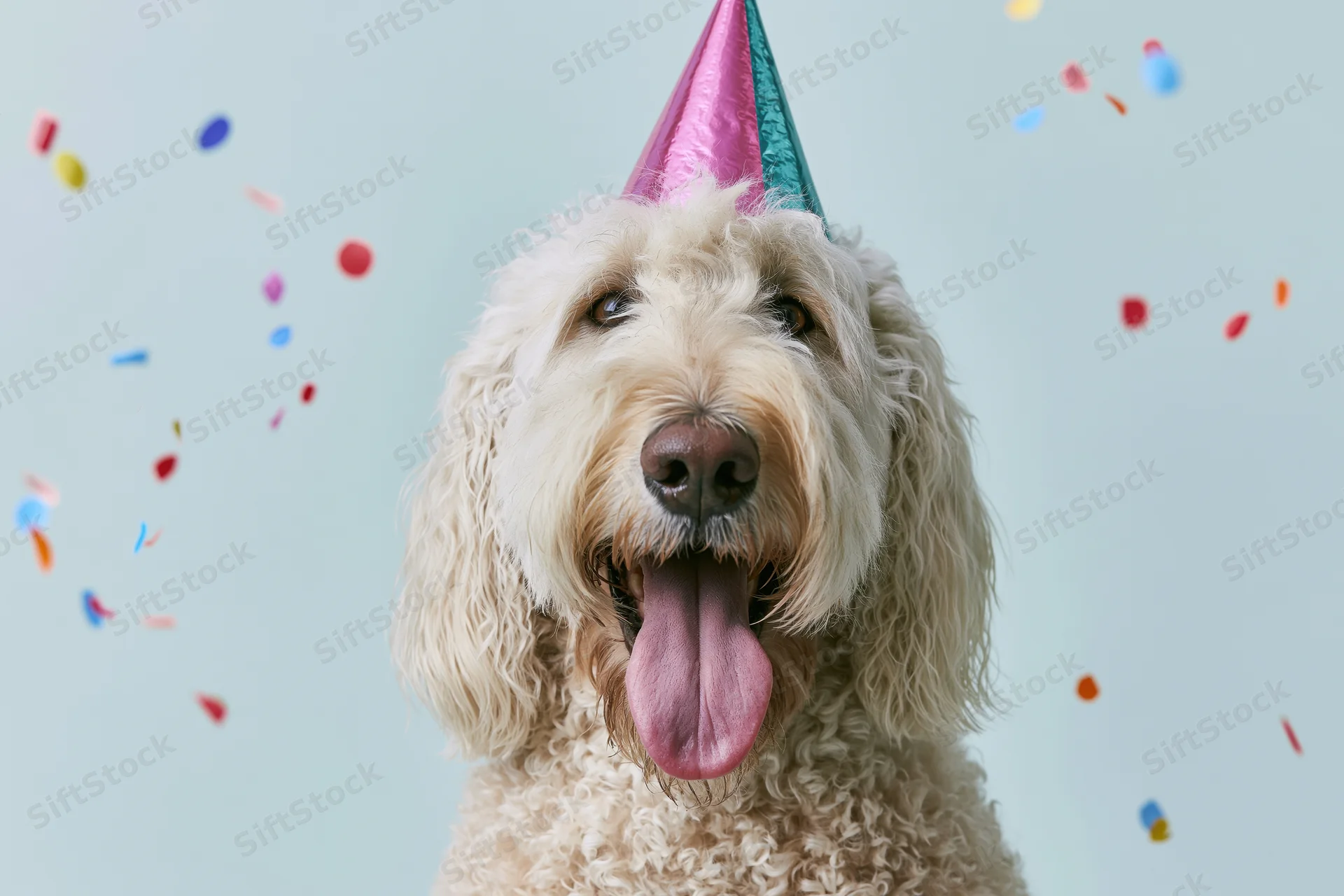 Golden doodle dog wearing a colorful metallic party hat with tongue out amidst falling confetti in studio setting