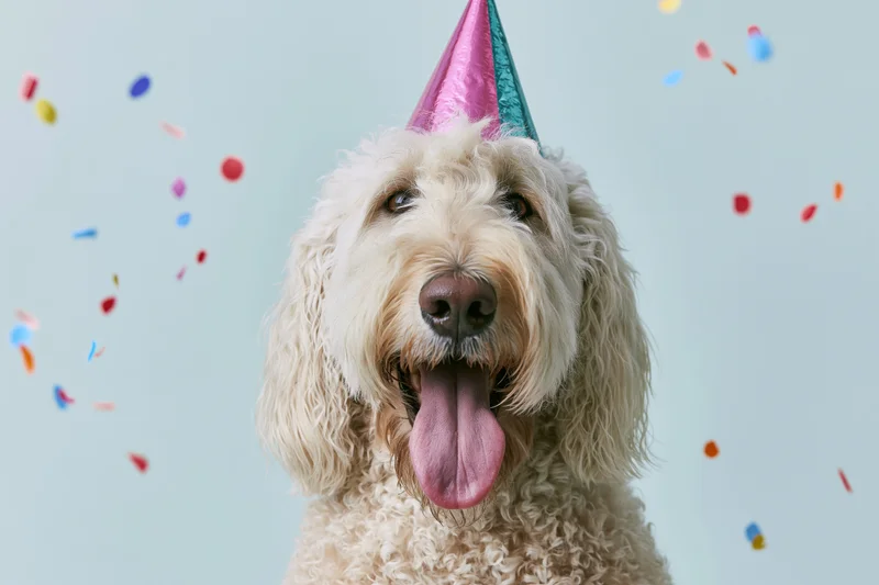 Golden doodle dog wearing a colorful metallic party hat with tongue out amidst falling confetti in studio setting