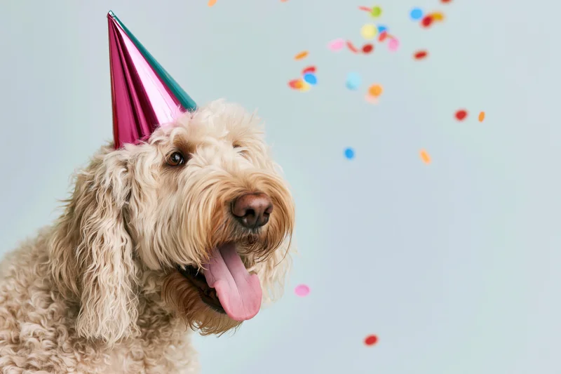 Golden doodle dog wearing a metallic party hat with confetti in a studio setting