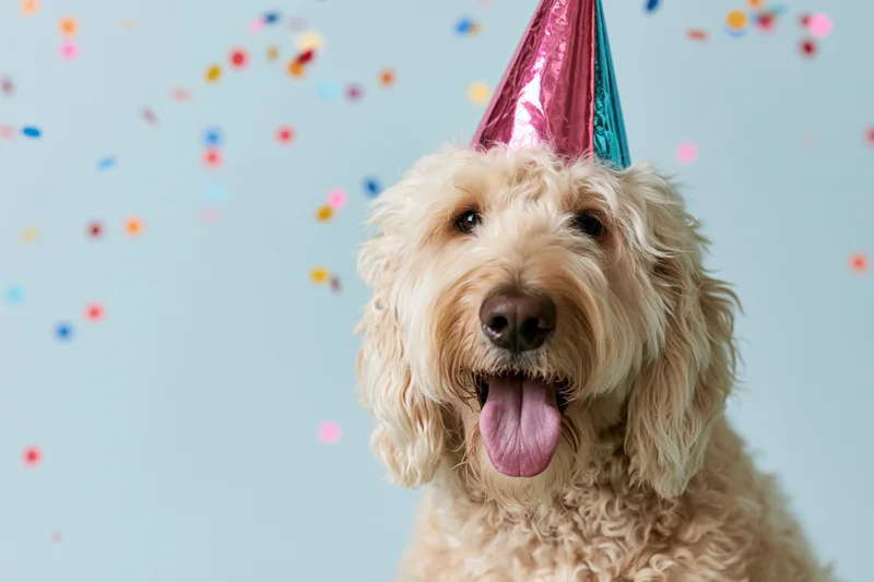 Golden doodle dog wearing a metallic party hat with tongue out against a light blue background with falling confetti
