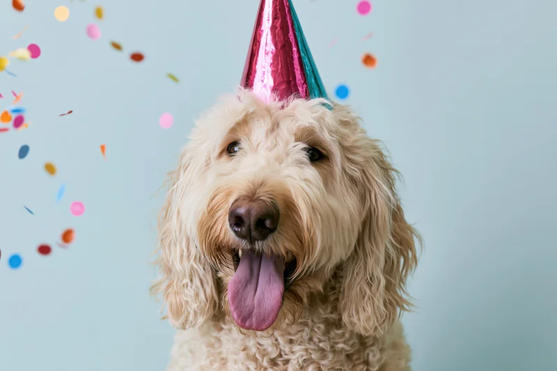 Golden doodle dog wearing a metallic party hat with tongue out amidst falling confetti against a light blue background