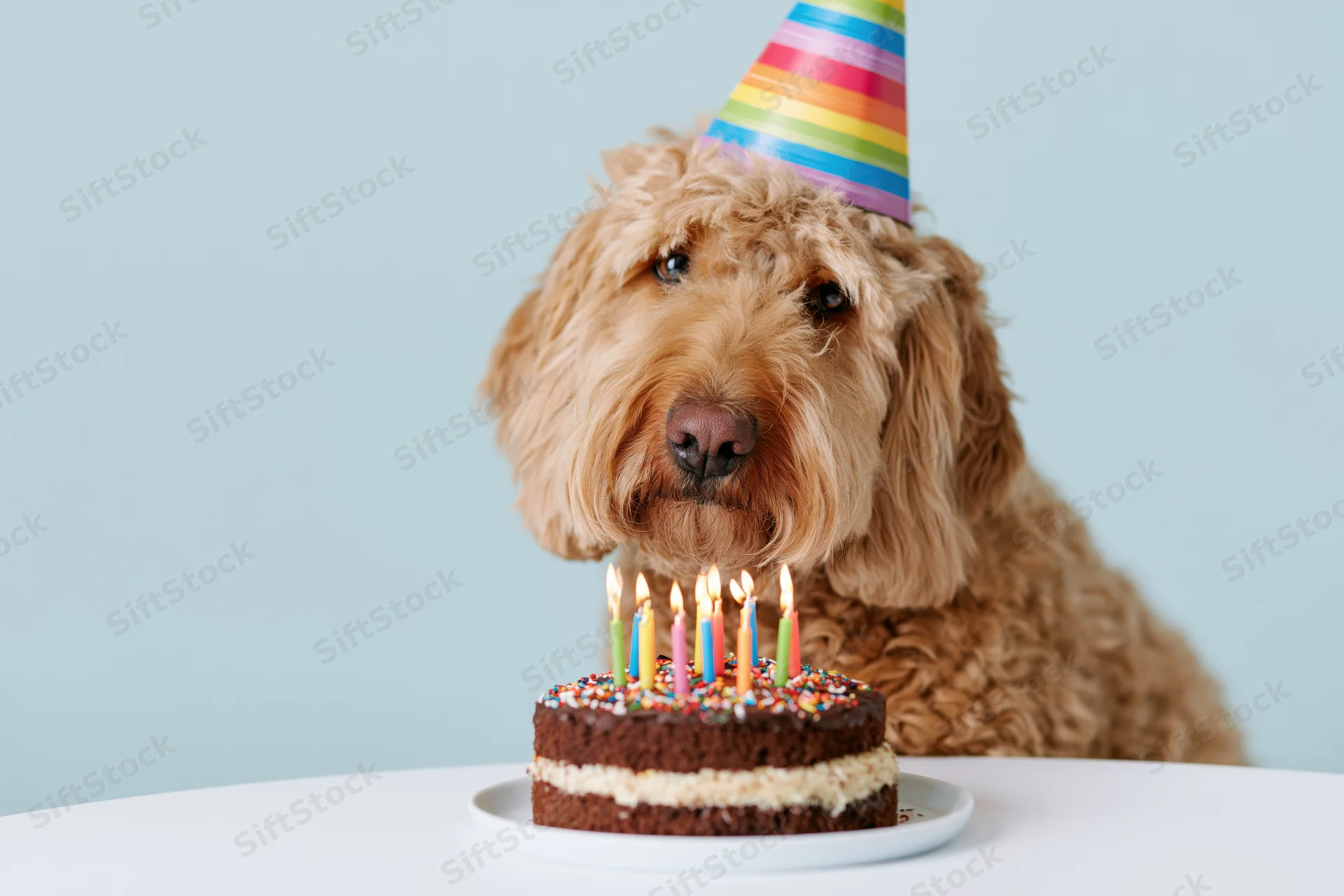 Golden doodle dog wearing rainbow party hat sitting beside birthday cake with lit candles on white table