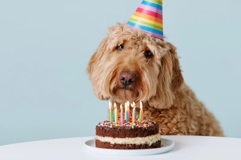Golden doodle dog wearing rainbow party hat sitting beside birthday cake with lit candles on white table