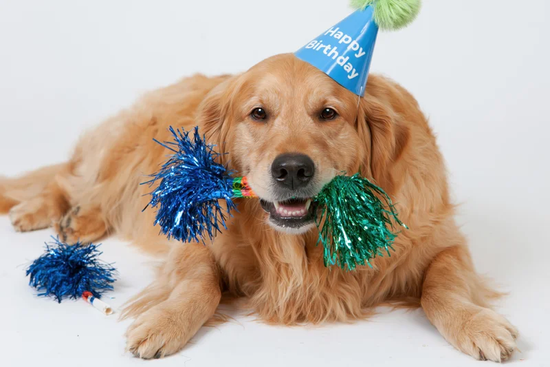 Golden retriever lying down holding a party horn wearing a birthday hat on a white background