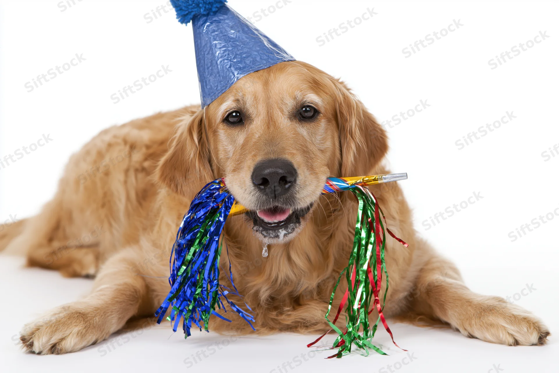 Golden retriever lying down wearing a blue party hat and holding streamers in its mouth on a white background